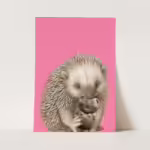 Wall Art Print - Echidna